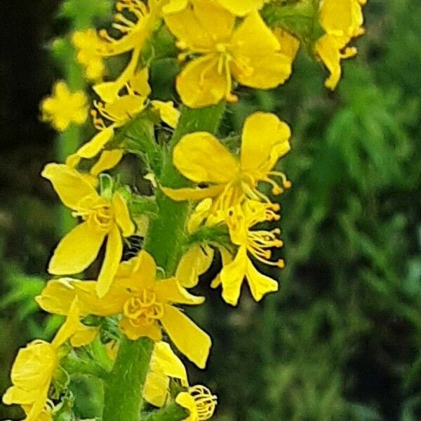 Agrimonia procera Flower