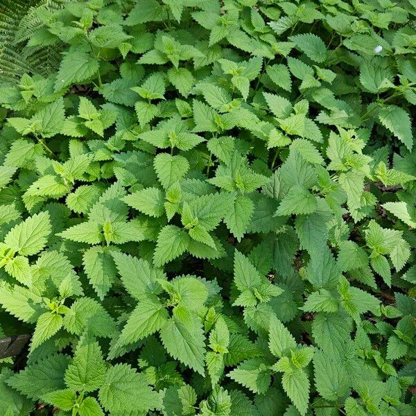 Urtica dioica Агульны выгляд