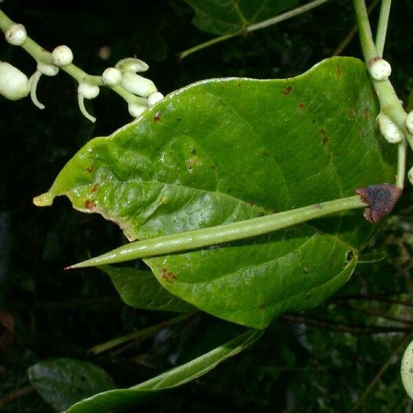 Cochliasanthus caracalla Fruit