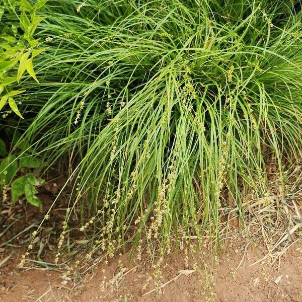 Carex echinata عادت