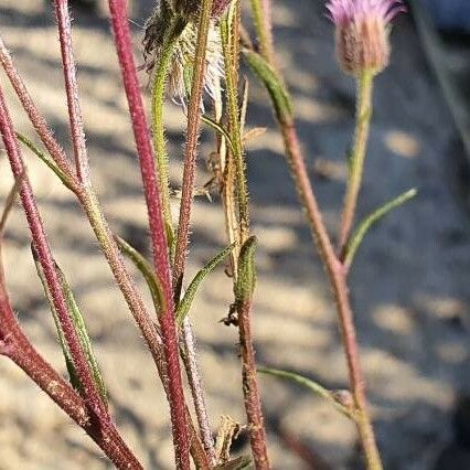 Erigeron acris ᱪᱷᱟᱹᱞᱤ