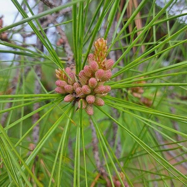 Pinus rigida Fruit