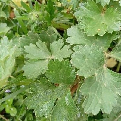 Ranunculus bulbosus Leaf