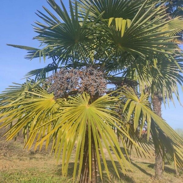 Trachycarpus fortunei Flor