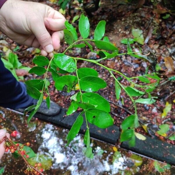 Barnebydendron riedelii Leht