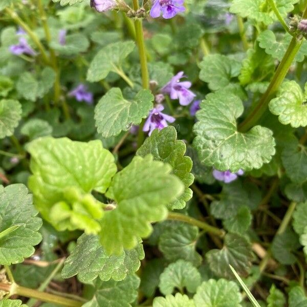 Glechoma hederacea Flower