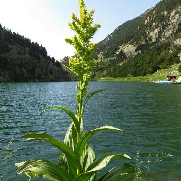 Veratrum viride ᱥᱟᱠᱟᱢ