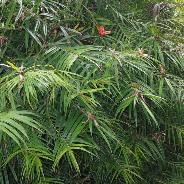 Freycinetia cumingiana Sonstige