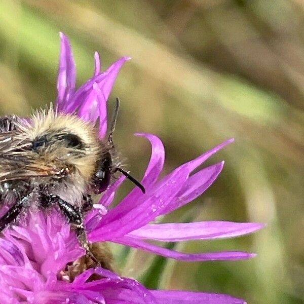 Centaurea nigra Flower