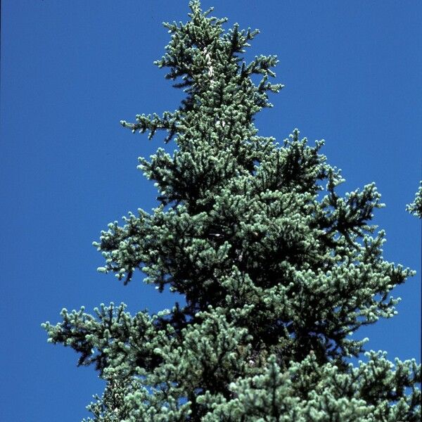 Abies lasiocarpa Pokrój