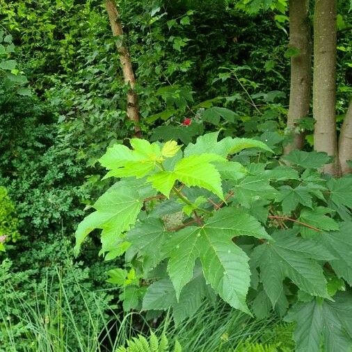 Acer pseudoplatanus Liść