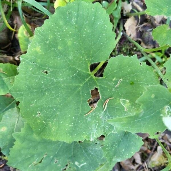 Adenostyles alpina Leaf