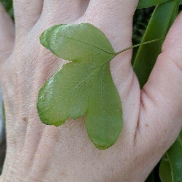 Phlebodium aureum Leaf