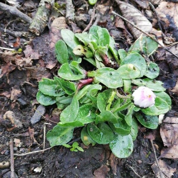 Bellis perennis পাতা