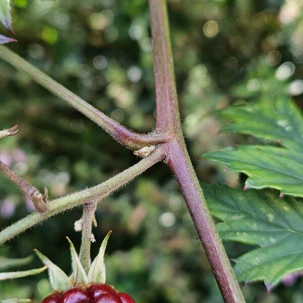 Rubus nemoralis Кора