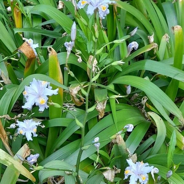 Iris japonica 整株植物