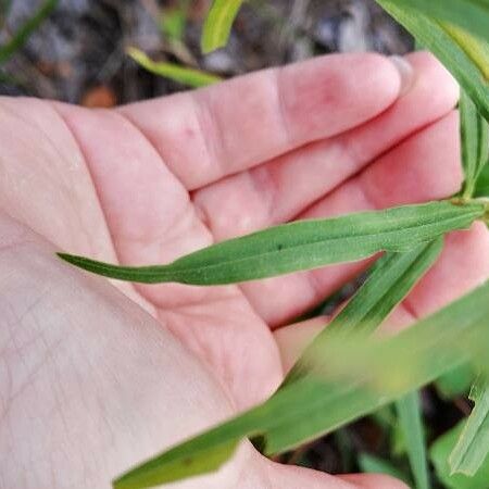 Euthamia graminifolia Blatt