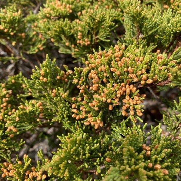 Juniperus sabina Ліст