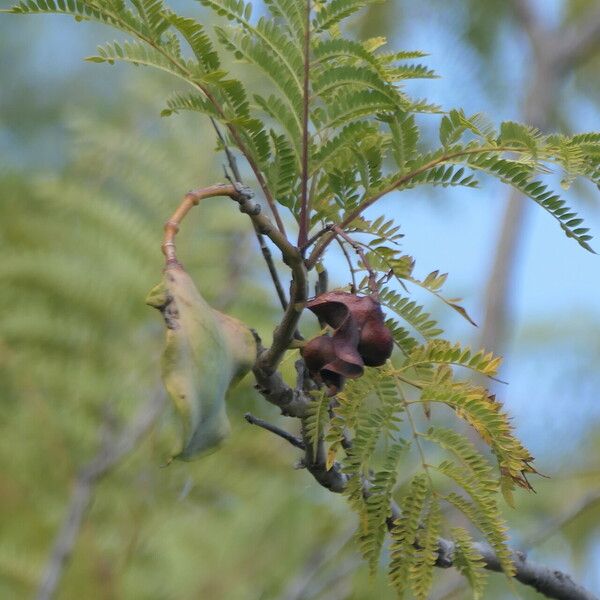 Jacaranda mimosifolia Fruit