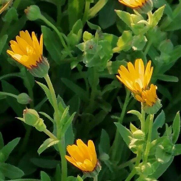 Calendula arvensis Floare