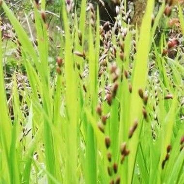 Melica uniflora Blüte