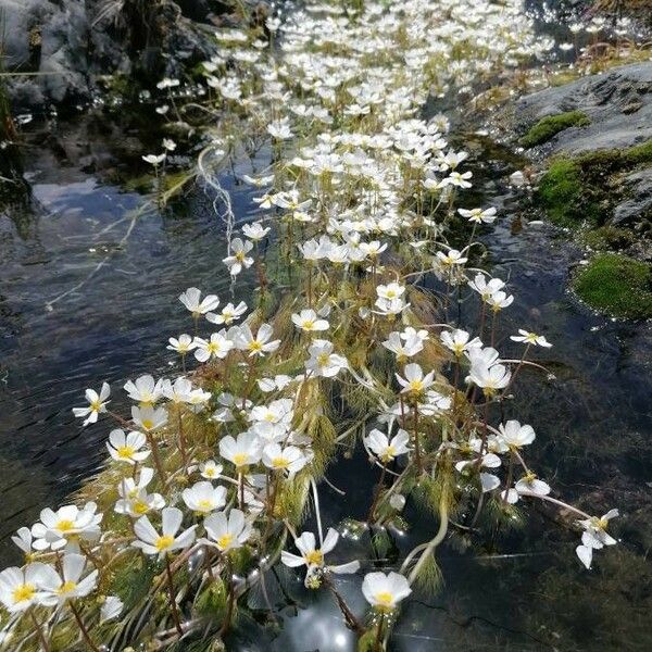 Ranunculus fluitans 花