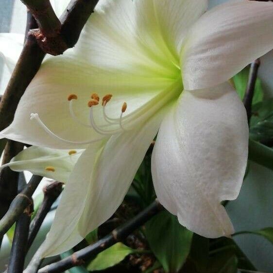 Amaryllis belladonna Flor