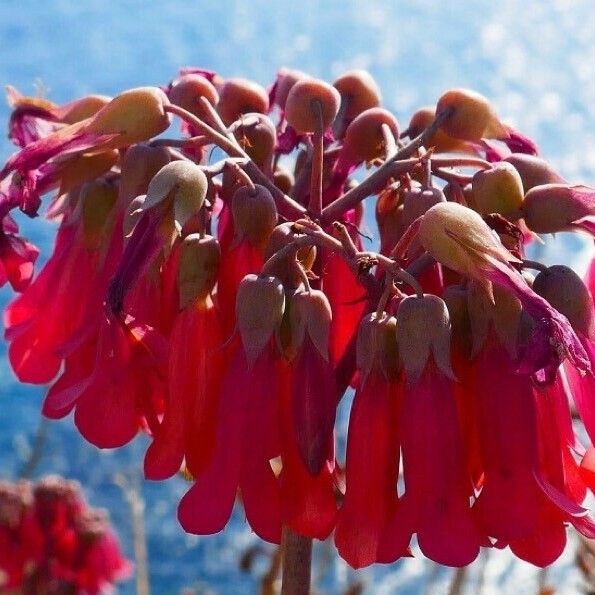 Kalanchoe delagoensis 花