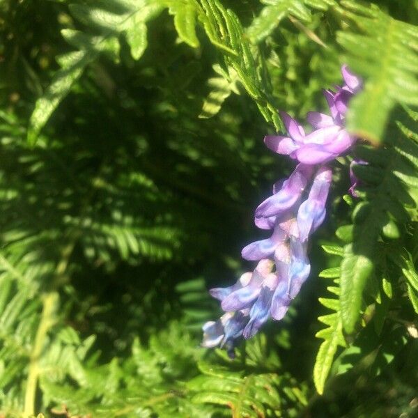 Vicia orobus Floare