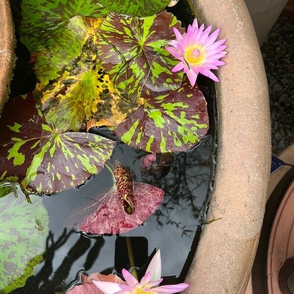 Nymphaea nouchali Leaf