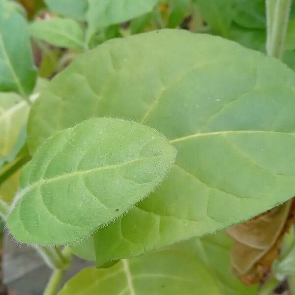 Nicotiana rustica পাতা