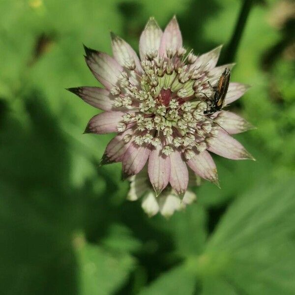 Astrantia major Blodyn