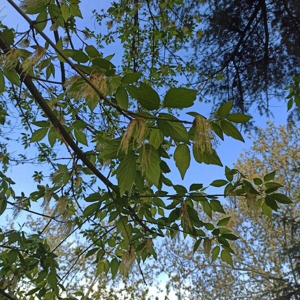 Acer negundo Flower