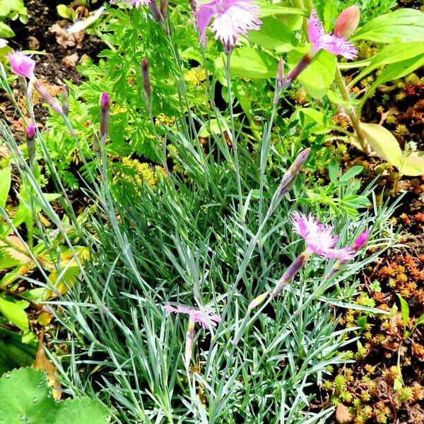 Dianthus plumarius Hábito