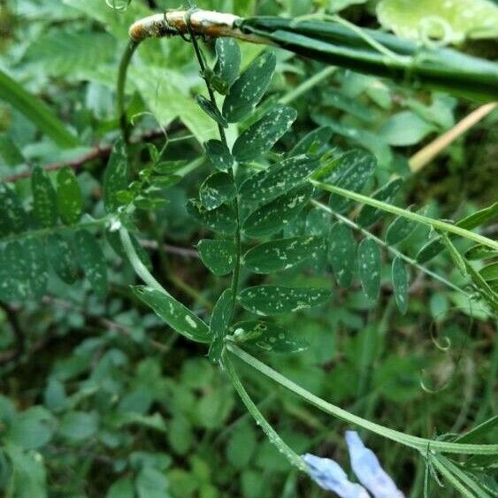 Vicia cracca ഇല