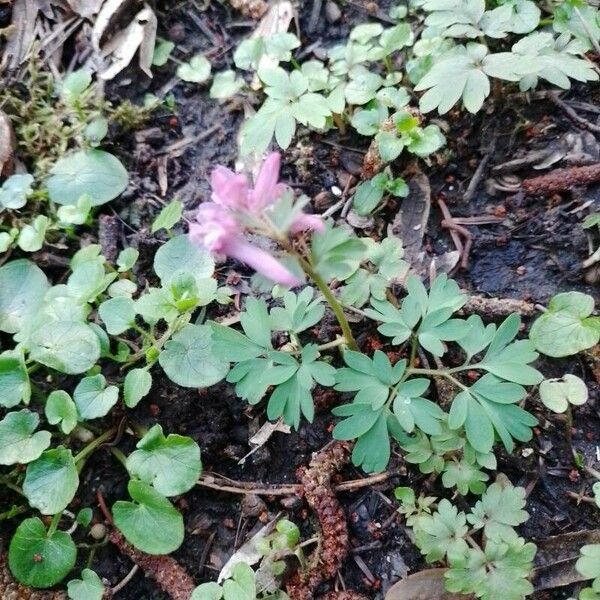 Corydalis solida 花