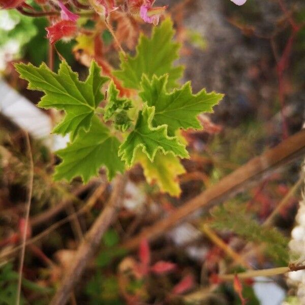 Pelargonium graveolens Liść