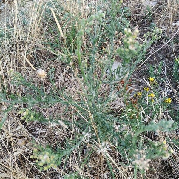 Erigeron bonariensis 葉