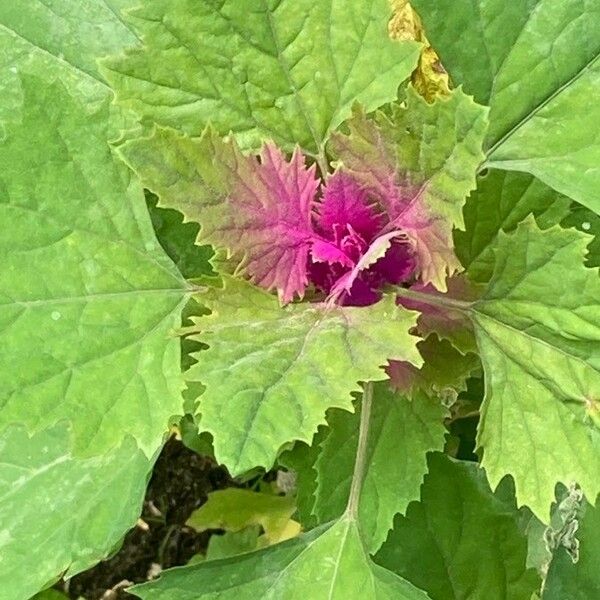 Chenopodium giganteum 葉