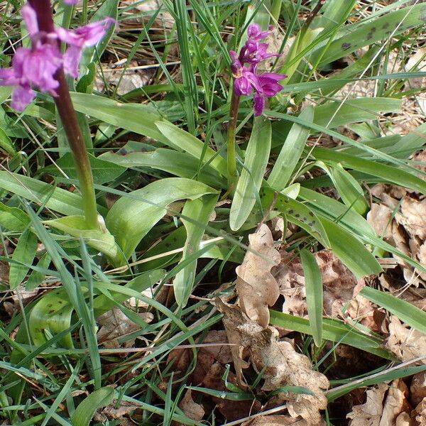 Orchis mascula Lapas