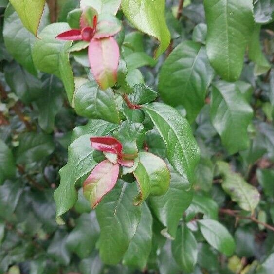 Chaenomeles x superba Blad