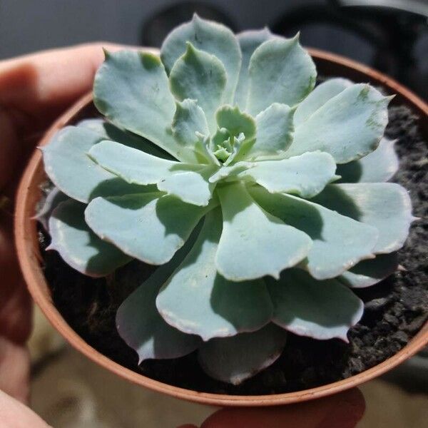 Echeveria shaviana Folha