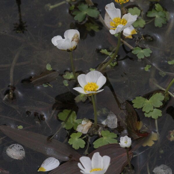 Ranunculus peltatus Lehti