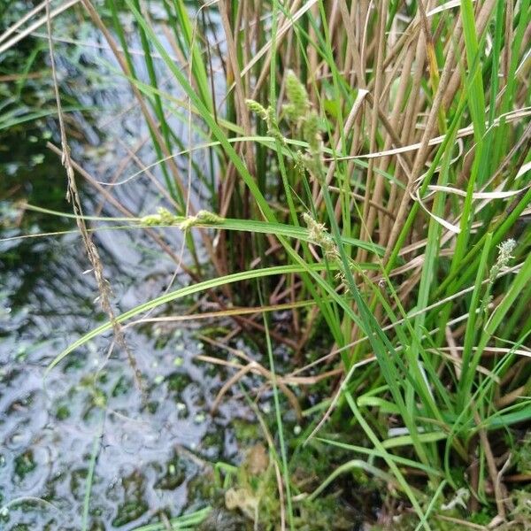 Carex canescens Habit