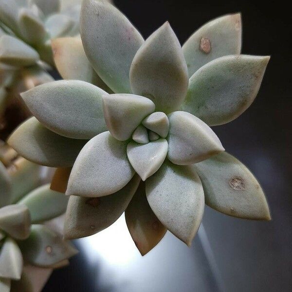 Graptopetalum paraguayense Yaprak