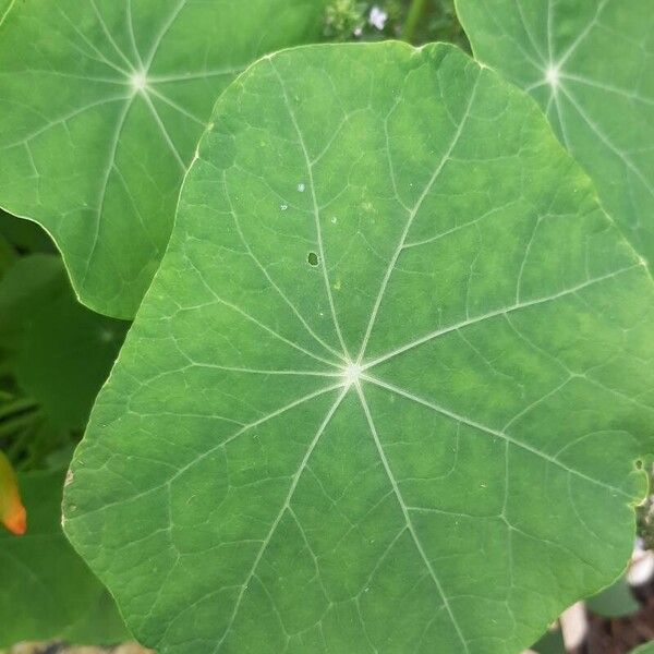 Tropaeolum majus Лист