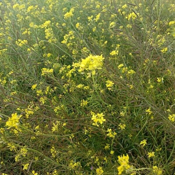 Sisymbrium loeselii Fleur