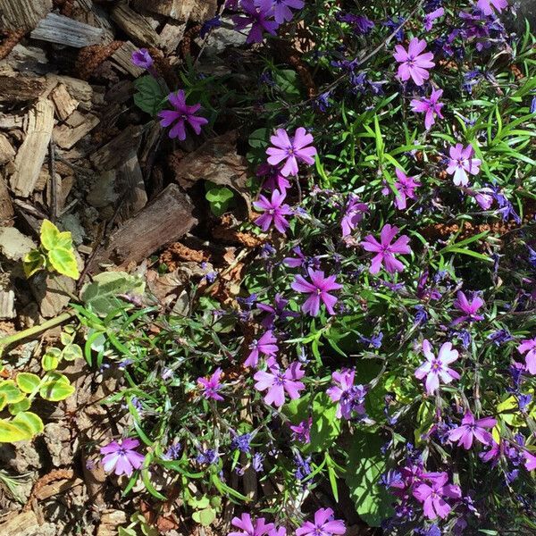 Phlox subulata Beste bat