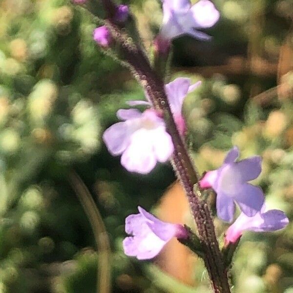 Verbena supina Квітка