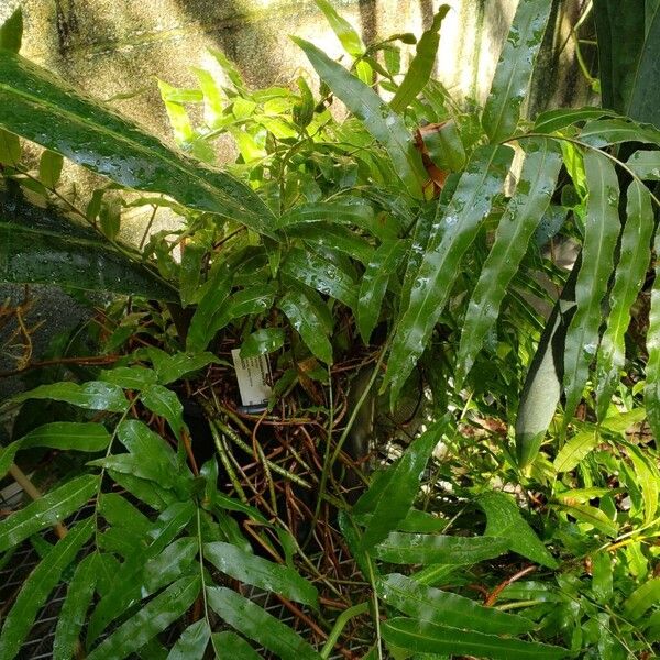 Stenochlaena tenuifolia Staniste